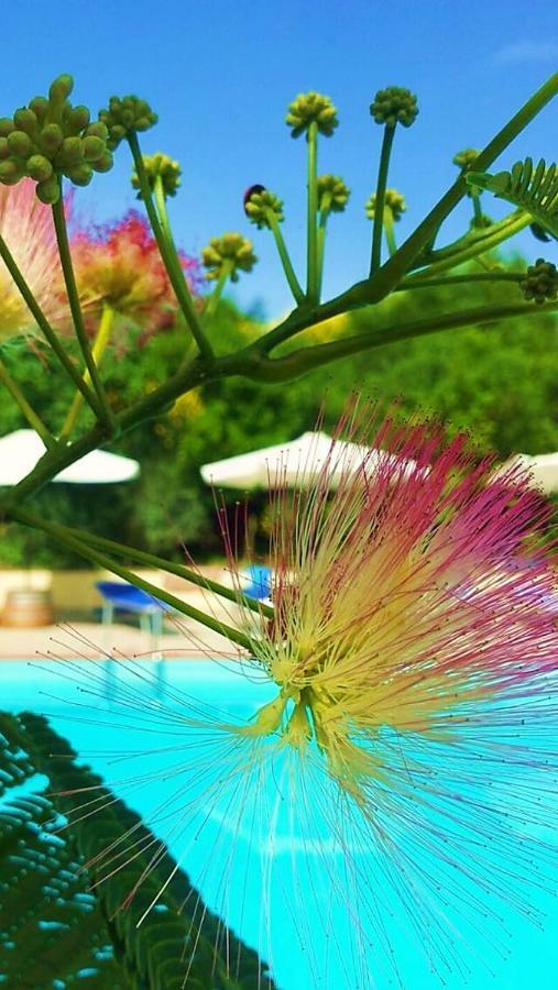 Agriturismo Terenzana Aparthotel Riparbella Kültér fotó